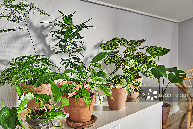 柜子上的花盆图片素材