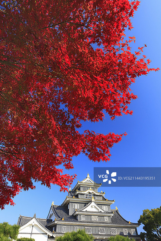 冈山城与秋叶，日本冈山县冈山市图片素材