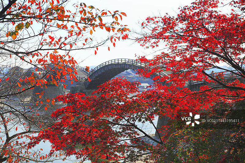 日本山口县岩国市锦带桥与秋叶图片素材