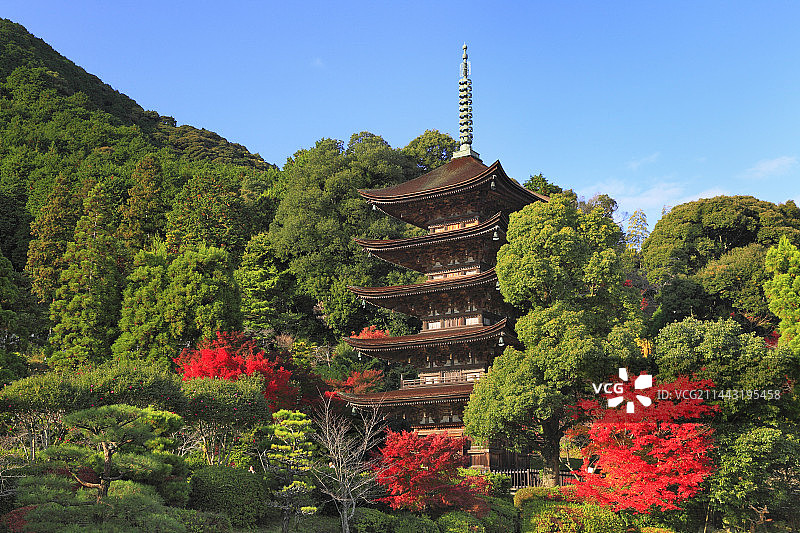 日本山口县瑠璃光寺的秋叶图片素材
