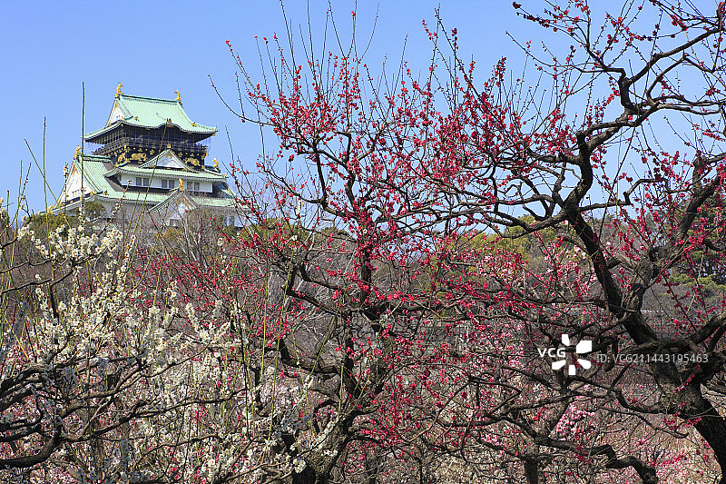 日本大阪府大阪市大阪城及梅林图片素材