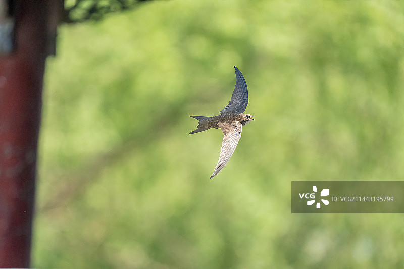 颐和园景明楼的北京雨燕图片素材
