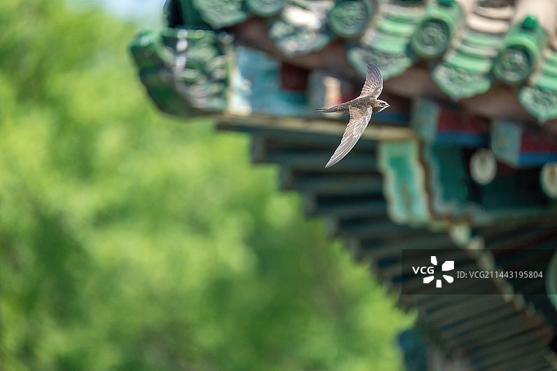 颐和园景明楼的北京雨燕图片素材