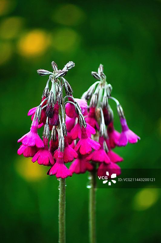 绿色草地上鲜艳的粉红色花朵图片素材