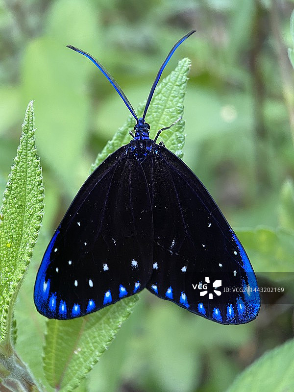 美丽的蛾子图片素材