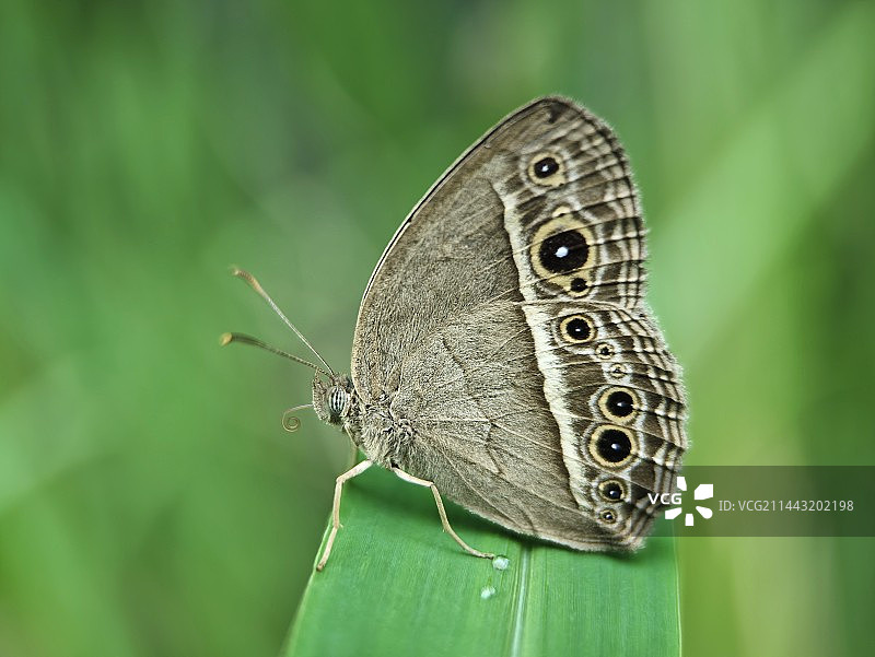 拟稻眉眼蝶特写：吃或者被吃，这是一个问题图片素材