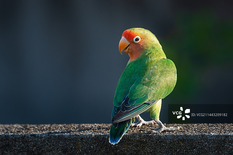 牡丹鹦鹉图片素材