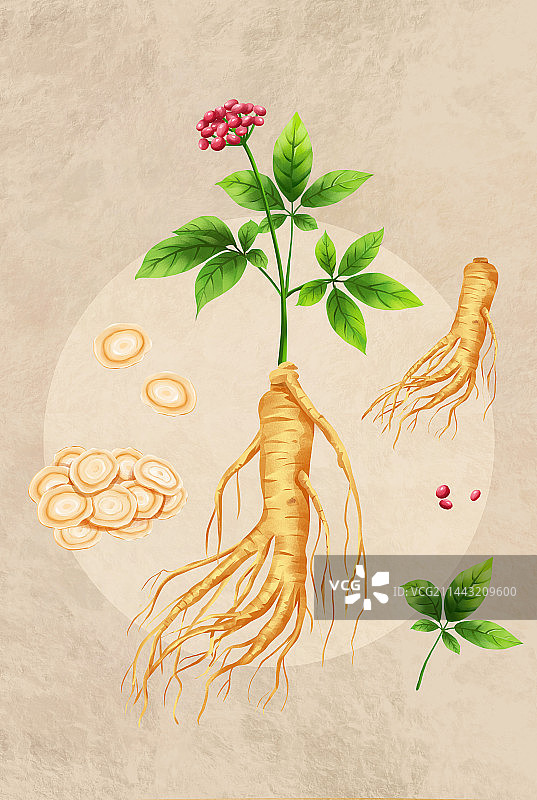 中国传统文化中草药药材之人参图片素材