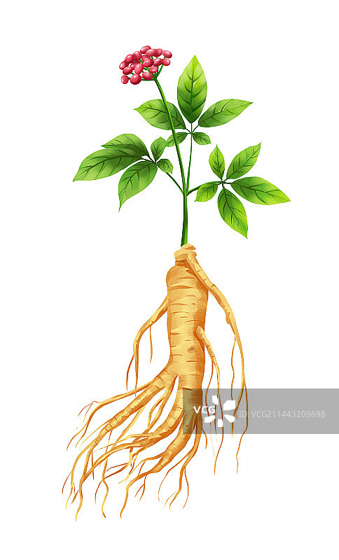 中国传统文化中草药药材之人参图片素材