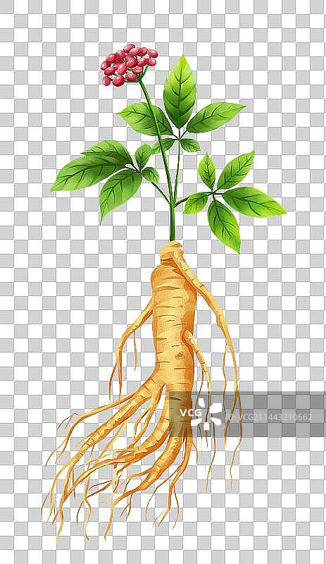 中国传统文化中草药药材之西洋参图片素材