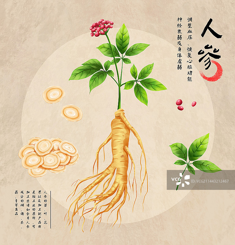 中国传统文化中草药药材之人参图片素材