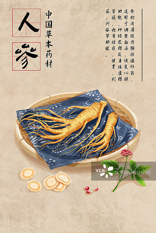 中国传统文化中草药药材之人参图片素材