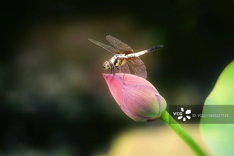 荷花蜻蜓图片素材