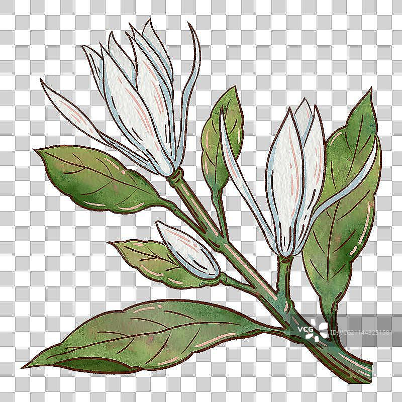 白兰花花卉清新水彩肌理手绘图片素材