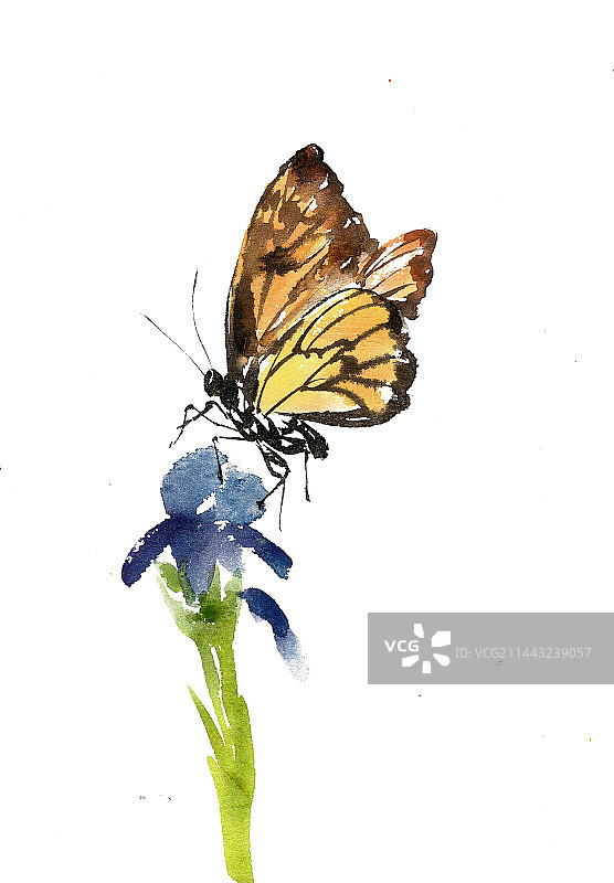 采蜜的蝴蝶图片素材