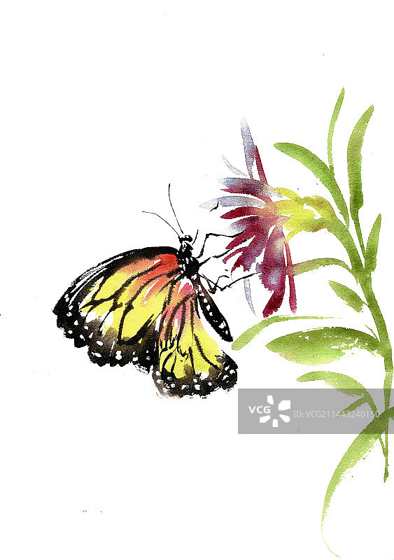 展翅的蝴蝶图片素材