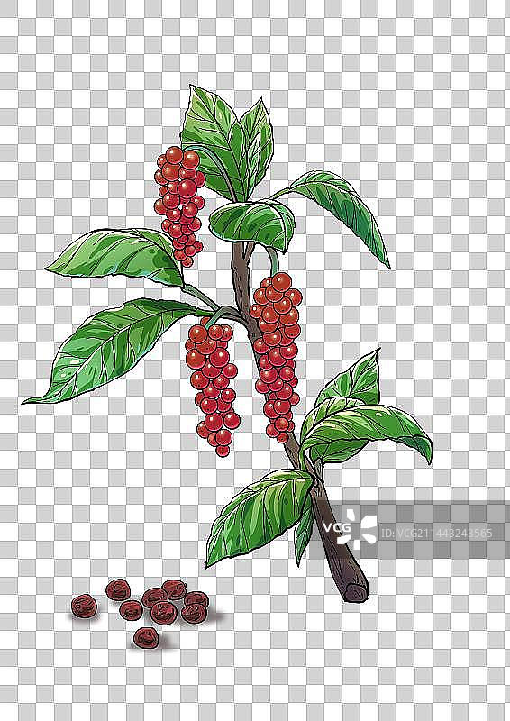 五味子中药图片素材