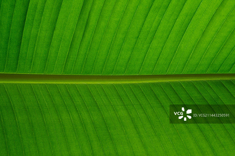 芭蕉叶特写图片素材