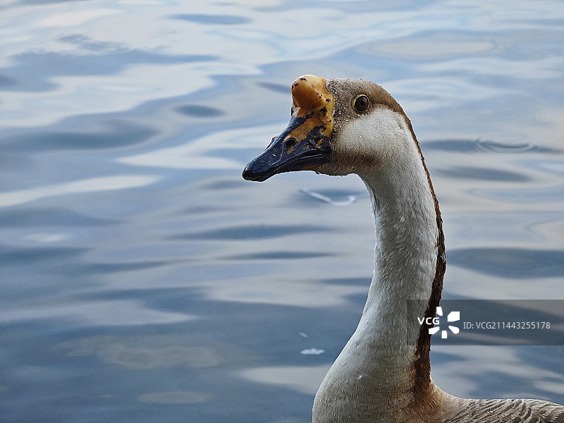 天鹅在湖中游泳的特写镜头图片素材