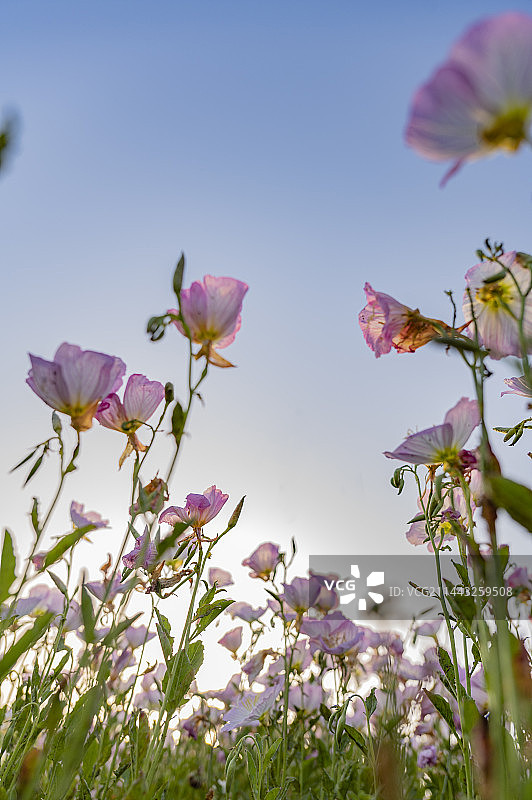 洋湖湿地公园月见草花图片素材