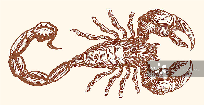 手绘毒蝎子动物图案图片素材