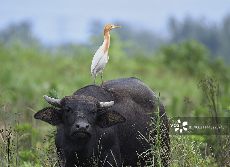 牛背鹭站在牛背上图片素材