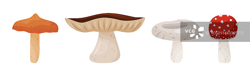 具有不同形状的森林蘑菇图片素材