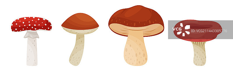 具有不同形状的森林蘑菇图片素材