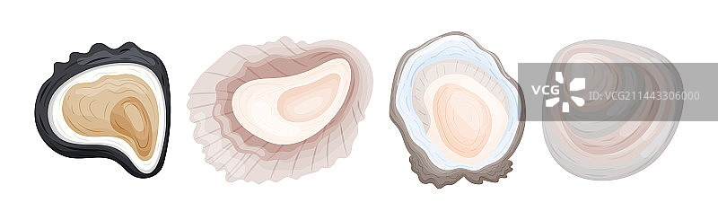作为咸水双壳软体动物的牡蛎图片素材