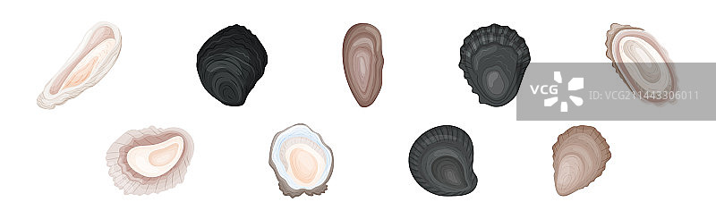 作为咸水双壳软体动物的牡蛎图片素材