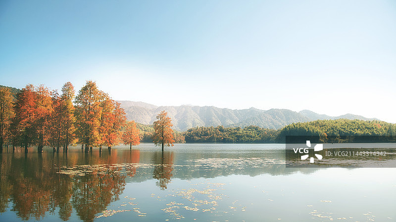 奇墅湖水杉图片素材