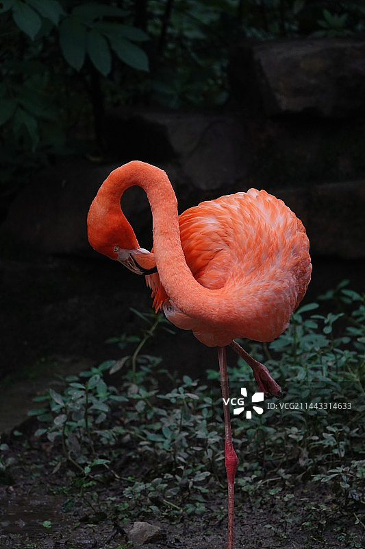 火烈鸟图片素材