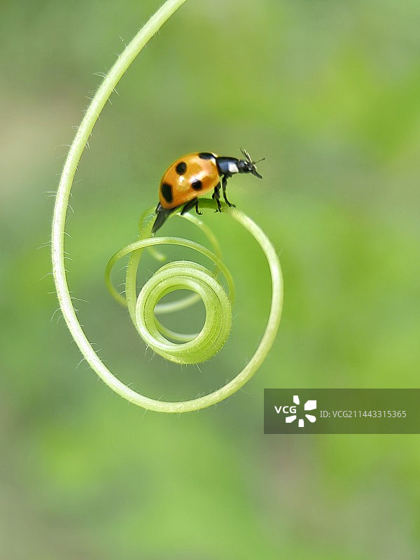 转圈圈图片素材
