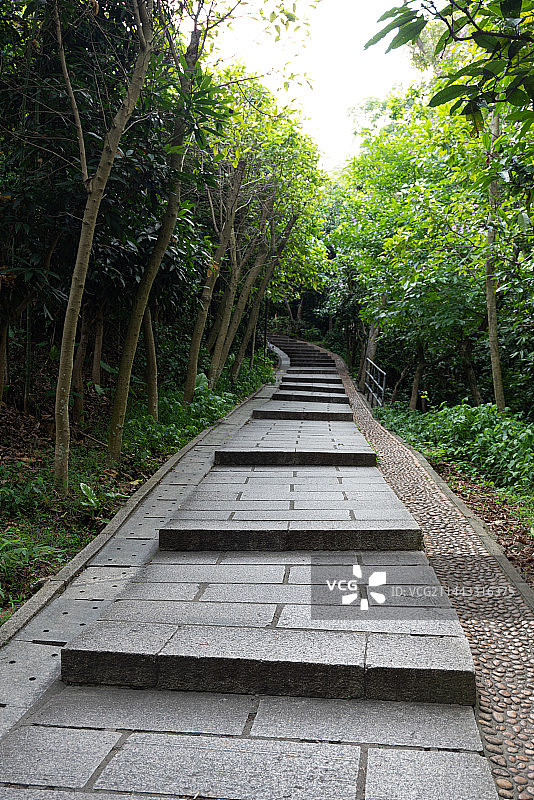 深圳莲花山公园幽静的登上台阶步道图片素材