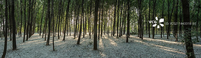 河南省郑州市荥阳市黄河岸边杨树林图片素材