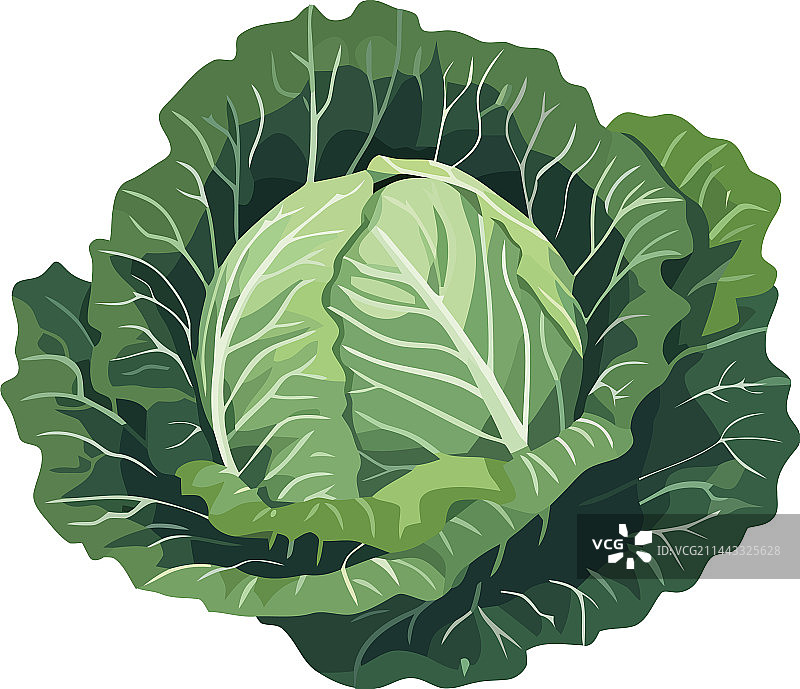 适合素食主义者的新鲜有机羽衣甘蓝沙拉图片素材