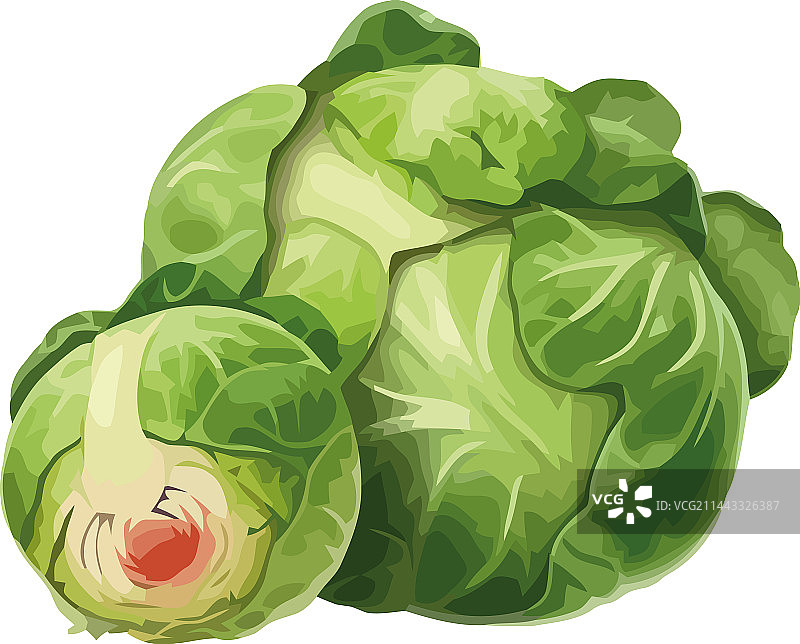 新鲜的素食羽衣甘蓝图片素材
