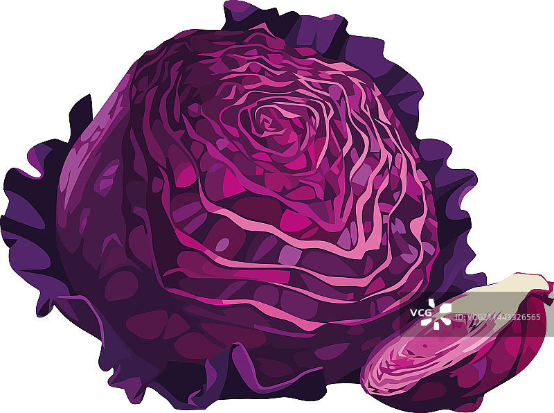 新鲜的有机素食红卷心菜图片素材