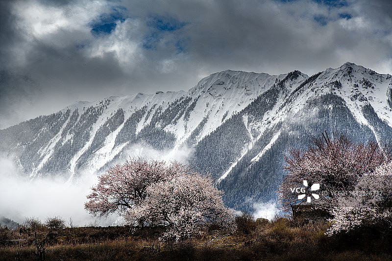 林芝桃花图片素材