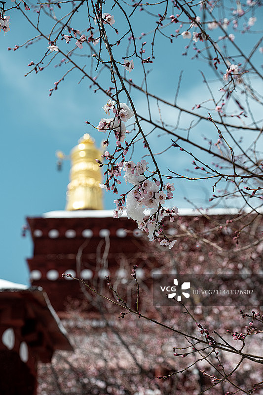 林芝桃花图片素材