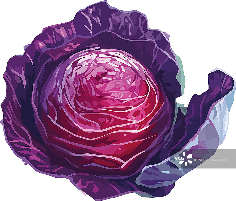 新鲜有机紫甘蓝沙拉图片素材