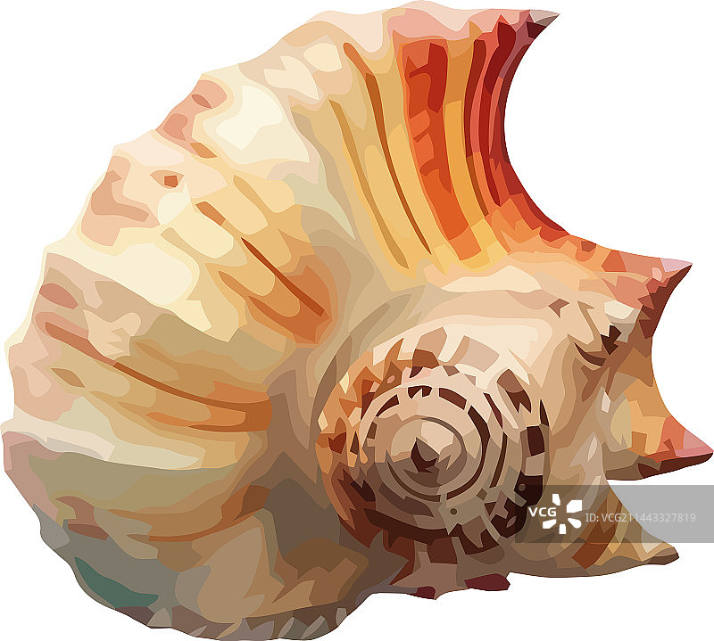 夏季海螺自然装饰螺旋图案图片素材