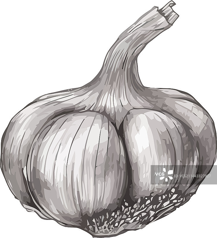 健康调味品：新鲜蒜瓣图片素材