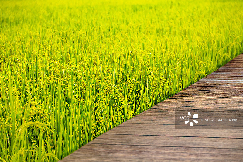 中国广东省广州市从化艾米稻香小镇图片素材