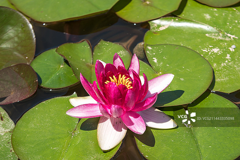 睡莲花图片素材