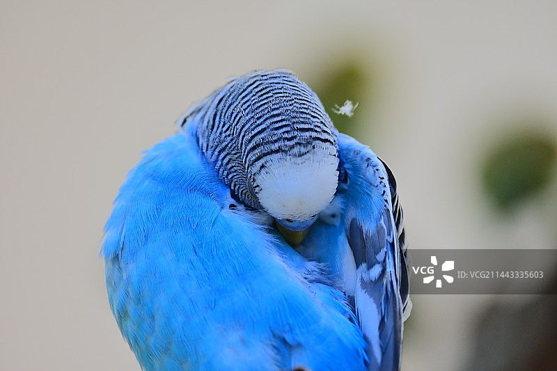 虎皮鹦鹉和芒果图片素材