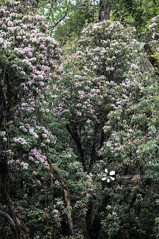 高山杜鹃图片素材