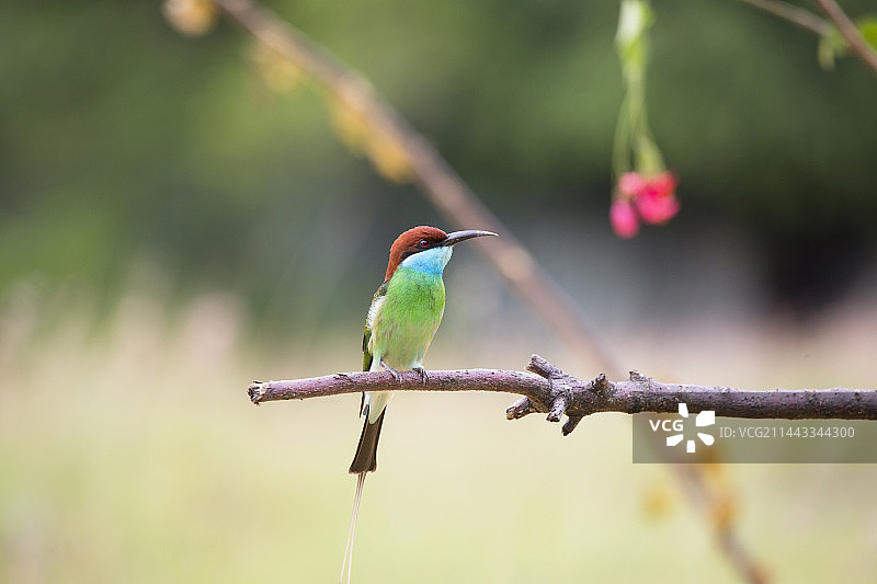 蓝喉蜂虎图片素材