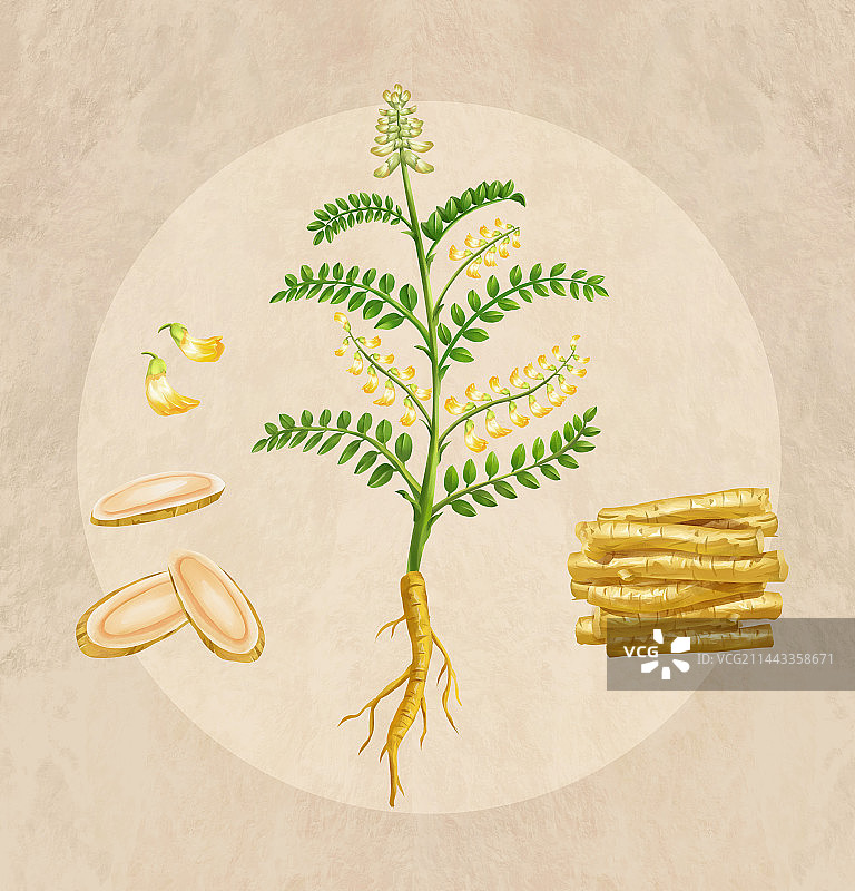 中国传统文化中草药药材之黄芪图片素材