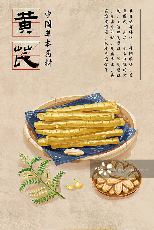 中国传统文化中草药药材之黄芪图片素材